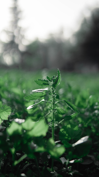 Spearmint