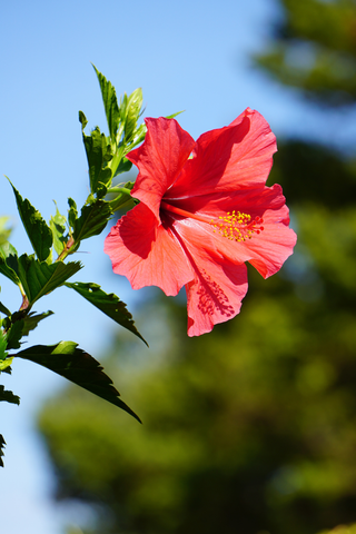 Hibiscus