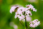Valerian Root
