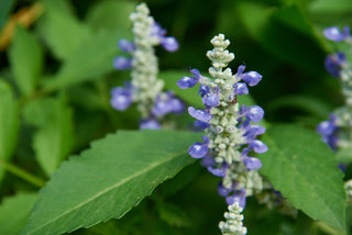 Skullcap