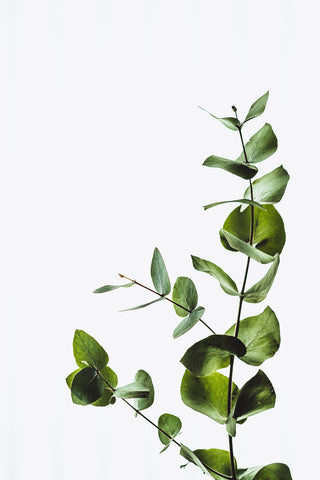 Eucalyptus