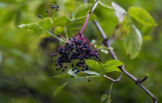 Elderberry