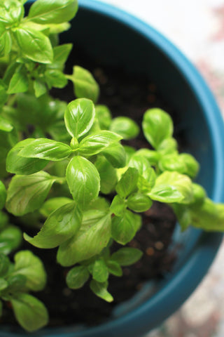 Basil