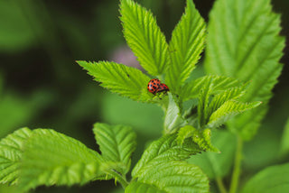 Raspberry Leaf