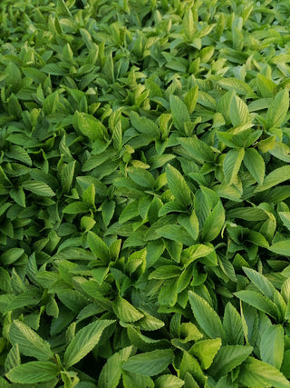 Green Tea
