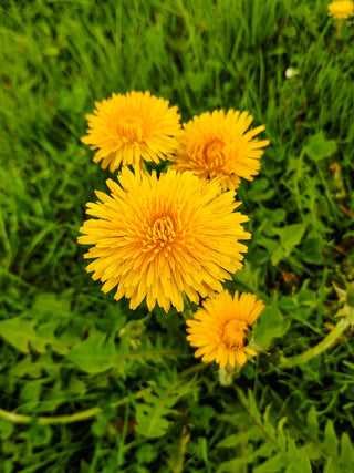 Dandelion